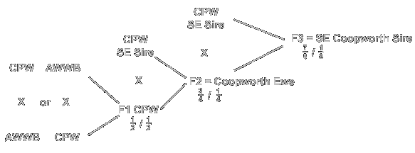 Coopworth Definition